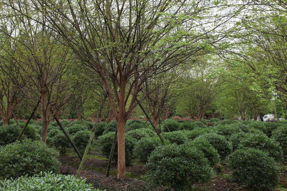 大千生态涨204%成交额563801万元主力资金净流入65104万元