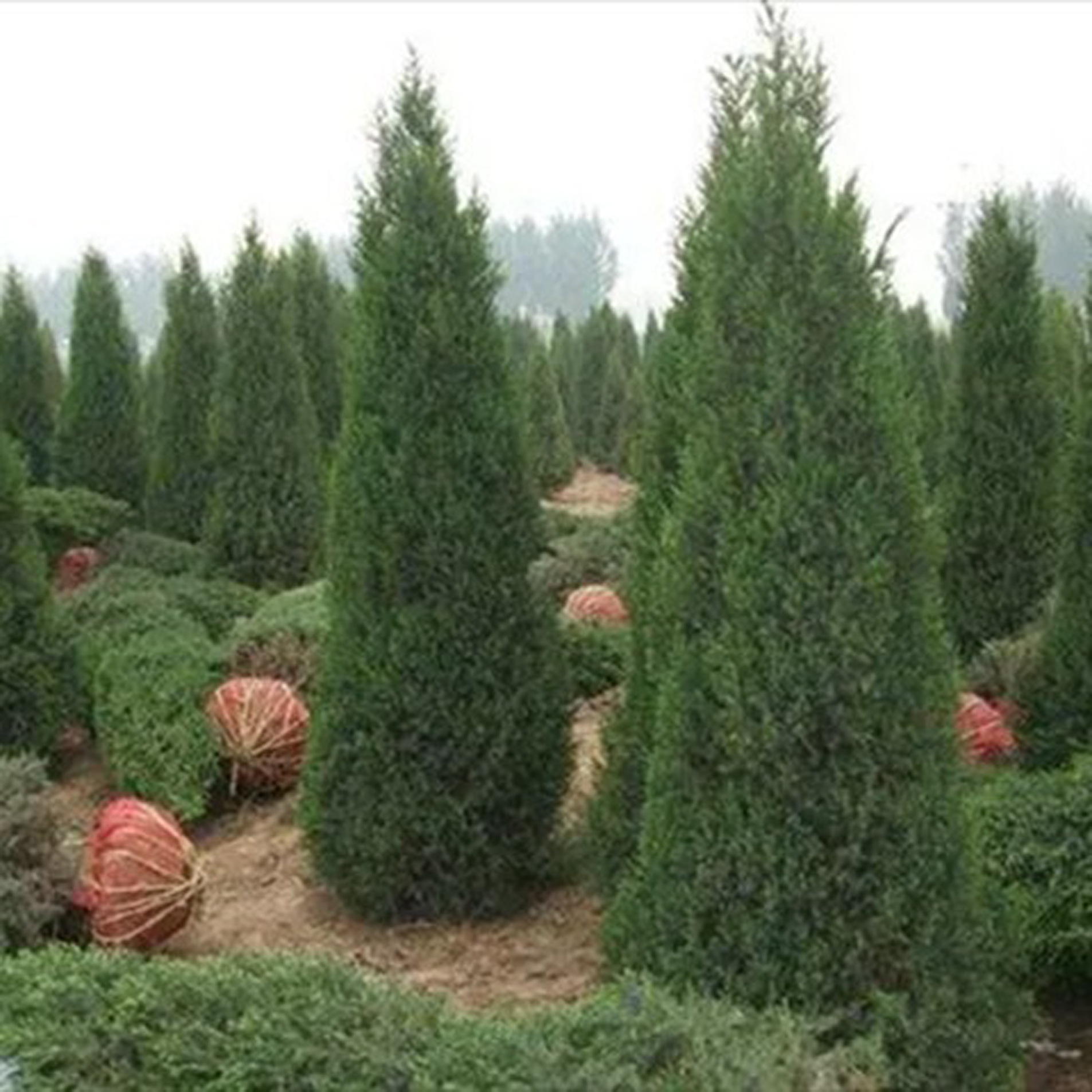 电商成为“花木之乡”时代新农具