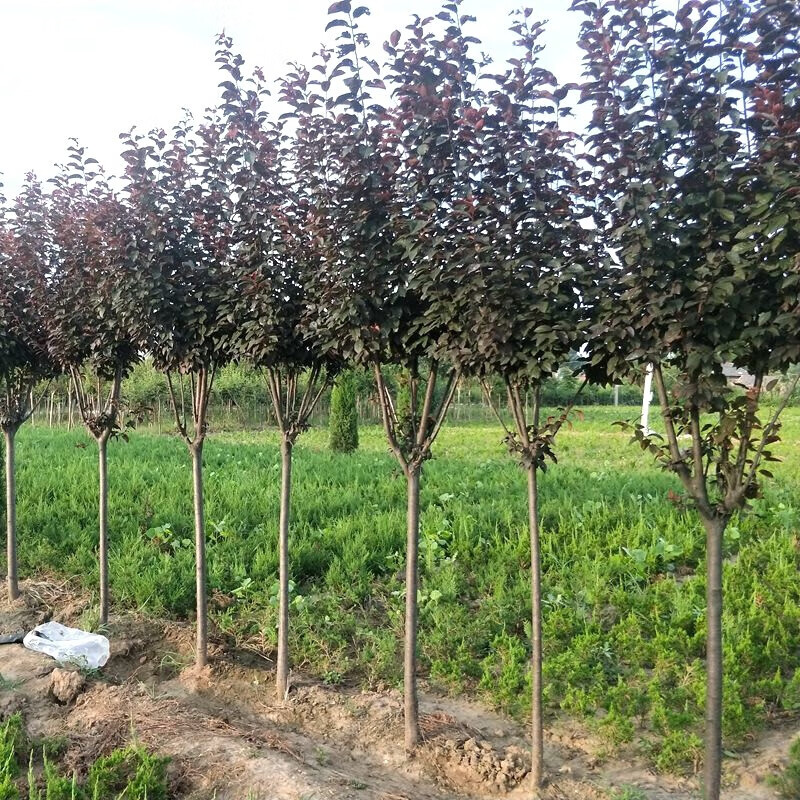 中国绿化苗木行业市场需求预测与投资战略规划分析报告